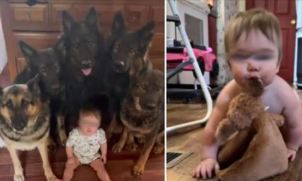 Little River Charleigh Shell è cresciuta con i suoi "fratelli" a quattro zampe, cinque cani di razza pastore tedesco di nome Koba, Meeka, Ryker, Kal e Brenna