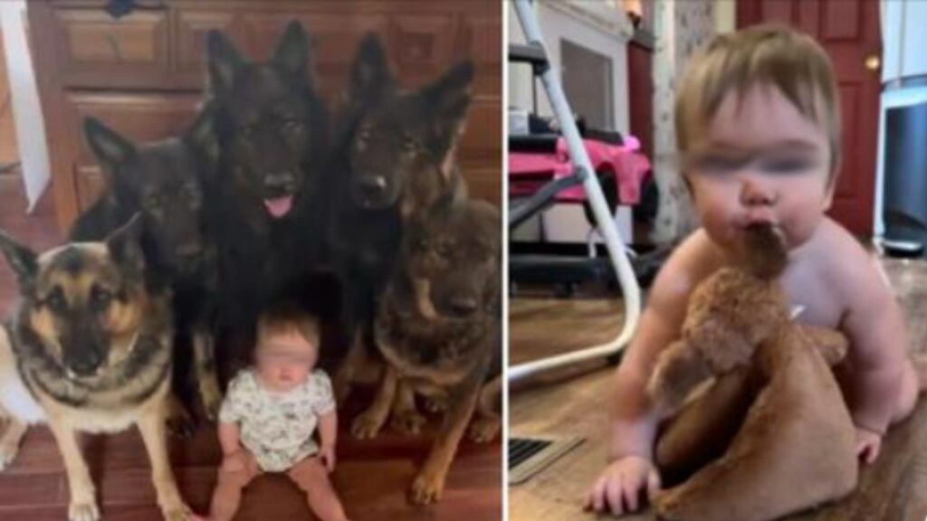 Little River Charleigh Shell è cresciuta con i suoi "fratelli" a quattro zampe, cinque cani di razza pastore tedesco di nome Koba, Meeka, Ryker, Kal e Brenna