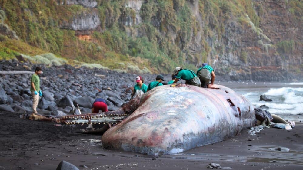 Rinvenuto un tesoro nella pancia di un capodoglio