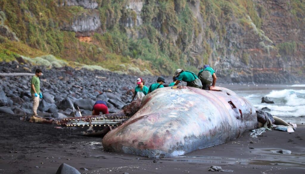 Rinvenuto un tesoro nella pancia di un capodoglio