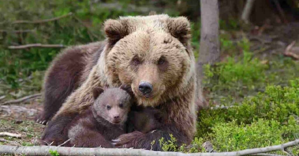 Orsa insegue cacciatori