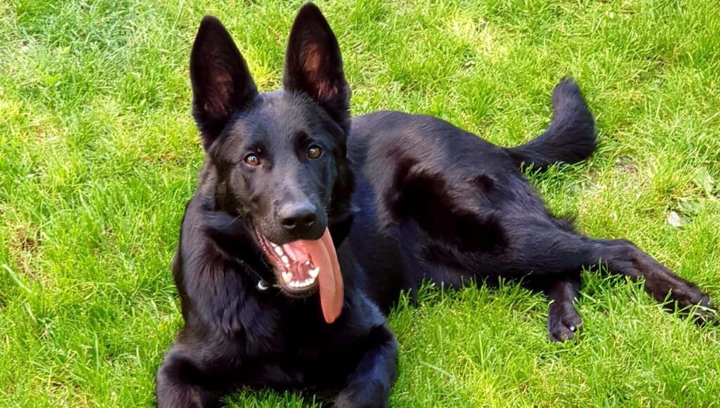 Addio all’eroica cagnolina Yuki, morta a 4 anni.