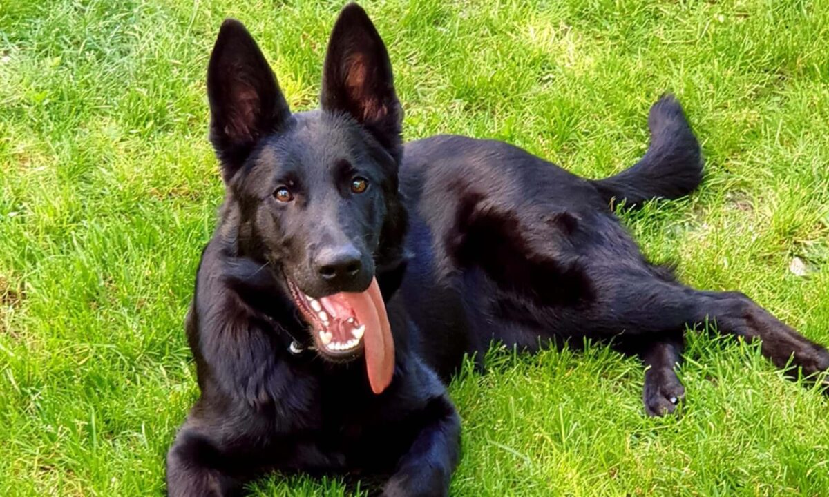 Addio all’eroica cagnolina Yuki, morta a 4 anni.