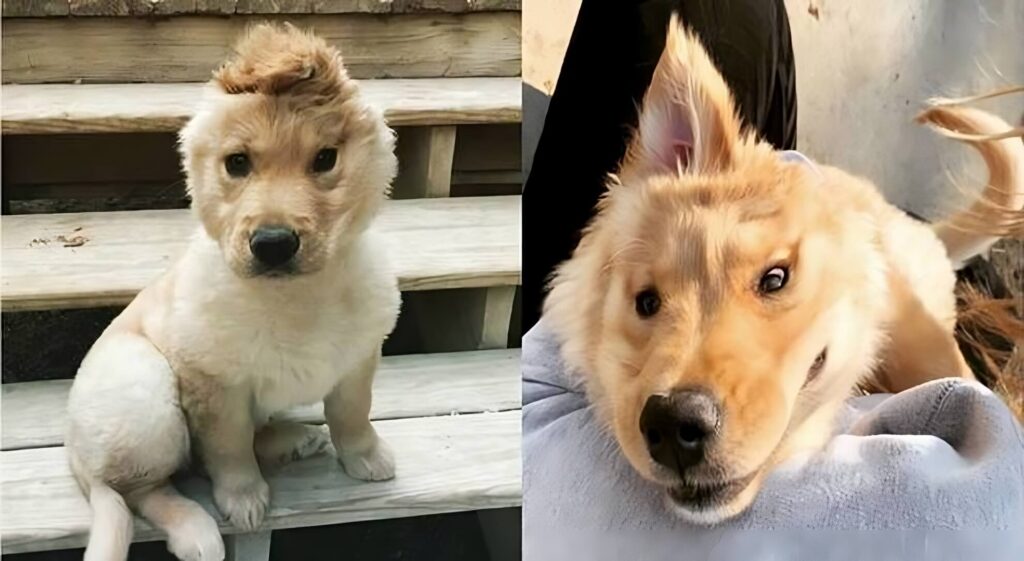 La storia di Rae, il cane unicorno: ha un orecchio solo.