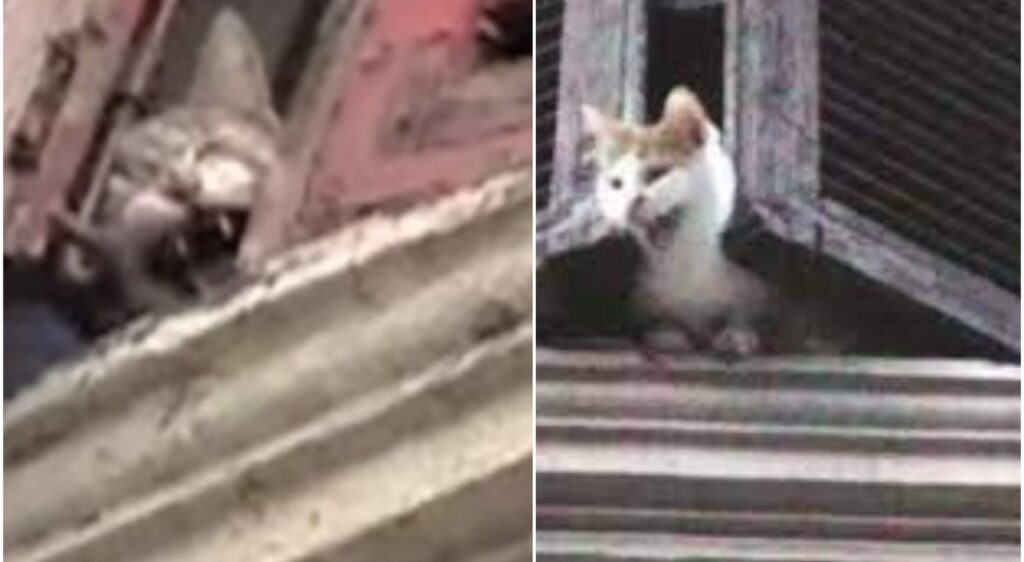 La casa degli orrori della “killer dei gatti” a Roma