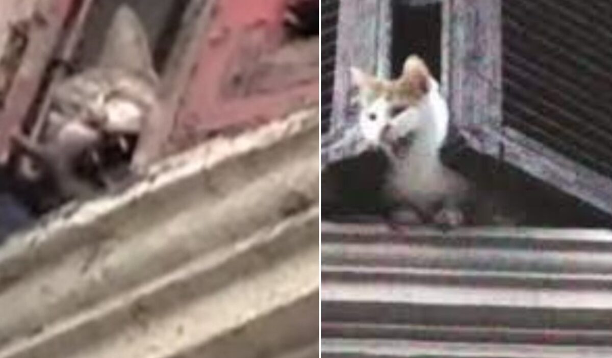 La casa degli orrori della “killer dei gatti” a Roma