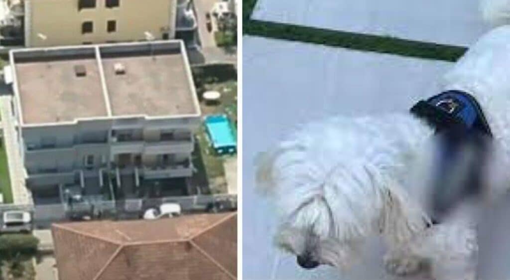 Grazie al piccolo Maltese i militari hanno fatto irruzione nella villa e arrestato il boss che si trovava a bordo piscina a leggere un quotidiano