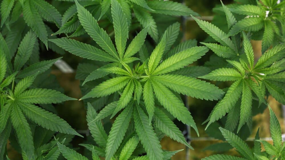 Si era scordato di possedere decine di piante di marijuana in casa