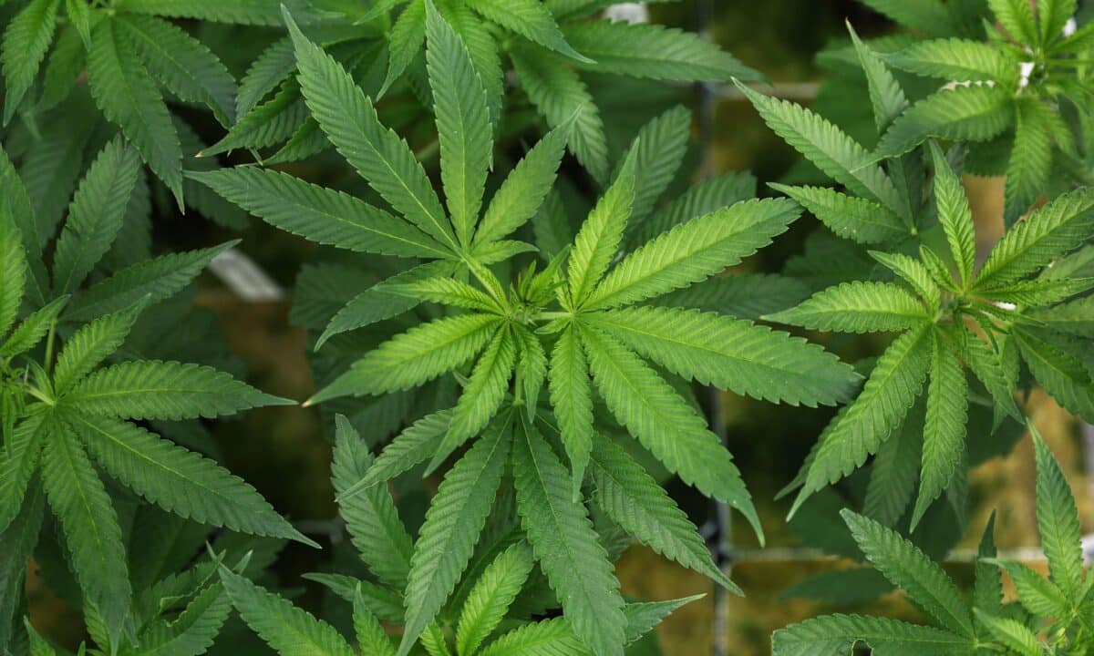 Si era scordato di possedere decine di piante di marijuana in casa
