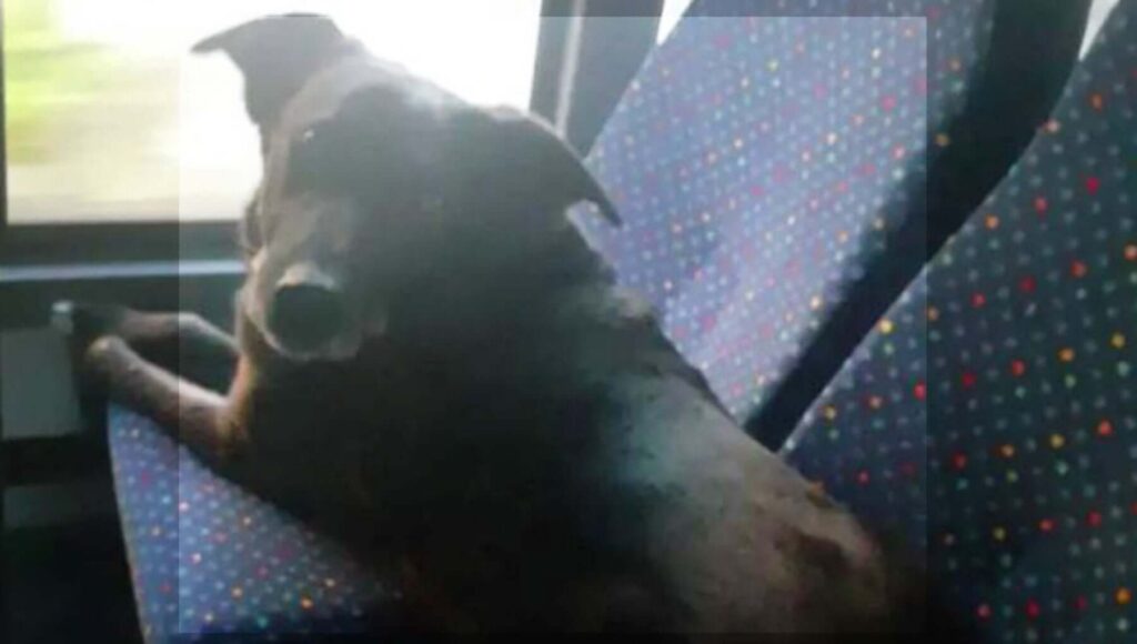 Il cane Hank prende il bus da solo e viaggia per un'ora, per andare a trovare la "nonna"