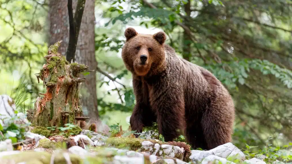 "L'orso può arrivare, soprattutto se metti la tenda dentro casa sua. I capi scout dovrebbero guidare meglio i loro ragazzi", ha detto il direttore del Parco nazionale