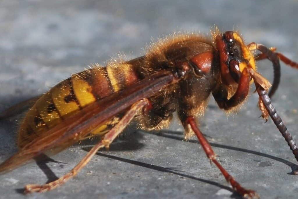 Bimbo muore dopo la puntura di un calabrone