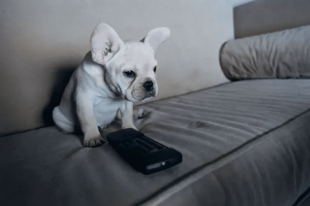 Il proprietario ha dovuto contestare un addebito di 70 euro per il canale "Hustler"