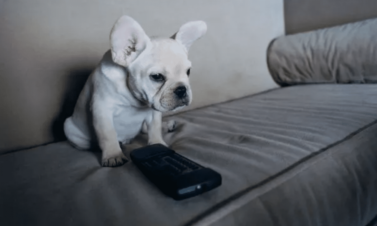 Il proprietario ha dovuto contestare un addebito di 70 euro per il canale "Hustler"