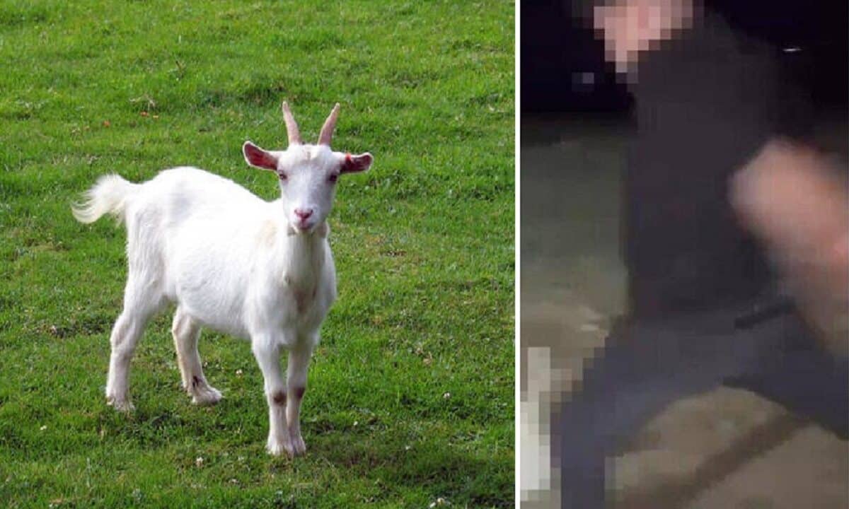 Uccidono una capra a calci e postano il video sui social