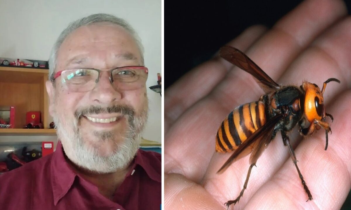 Punto da un calabrone, morto Gilberto Trambaiollo