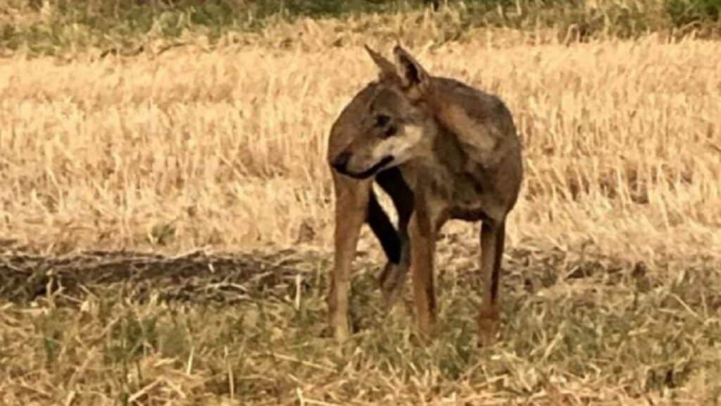 Vasto, un lupo terrorizza la città
