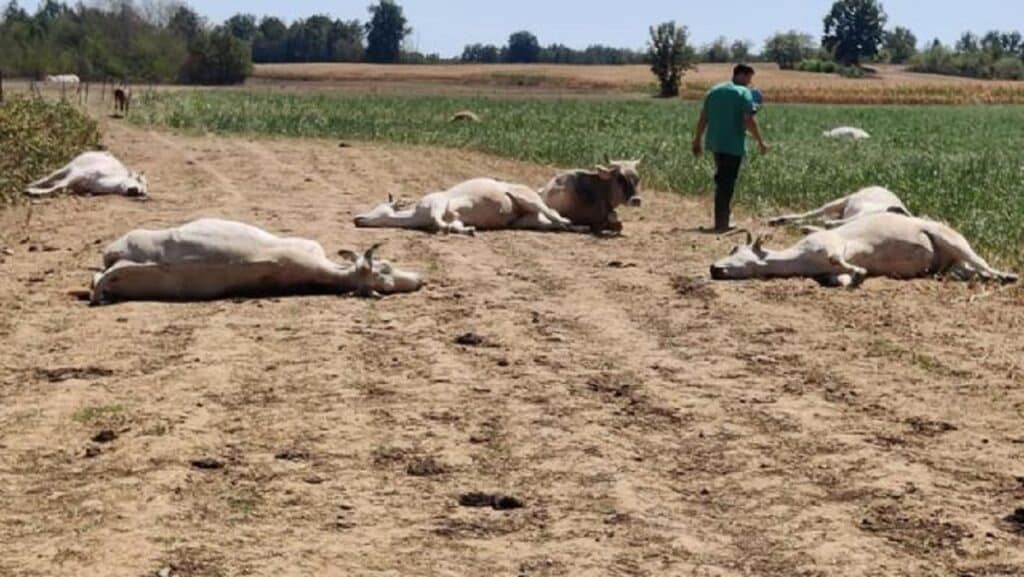 Mucche uccise