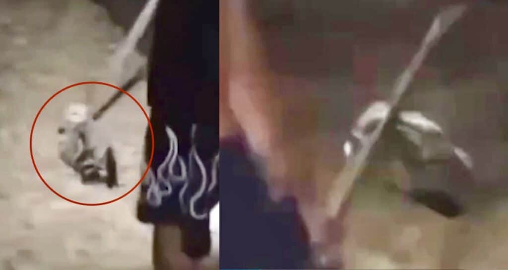 Branco di ragazzini uccide un’anatra a bastonate, ridendo a Foggia