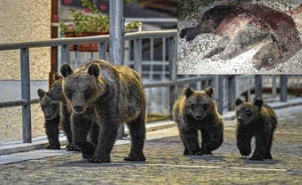 Secondo un comunicato del Parco Nazionale, "l'orsa e i suoi cuccioli non avevano mai creato alcun tipo di problema all'uomo."