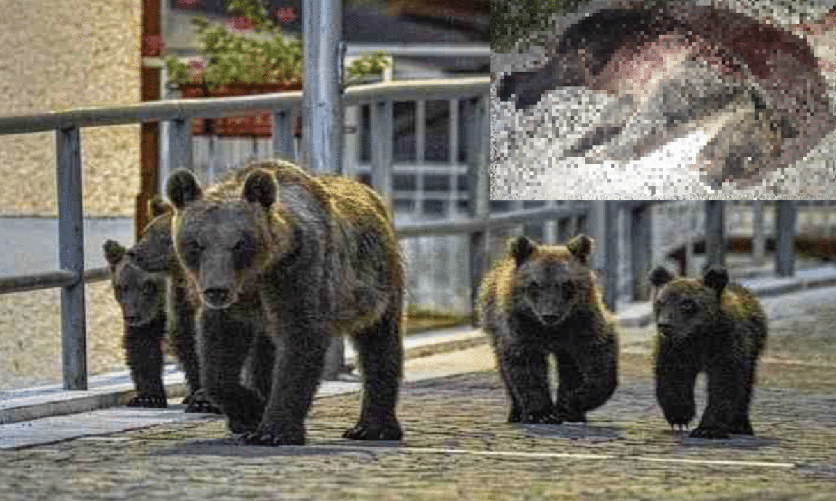 Secondo un comunicato del Parco Nazionale, "l'orsa e i suoi cuccioli non avevano mai creato alcun tipo di problema all'uomo."