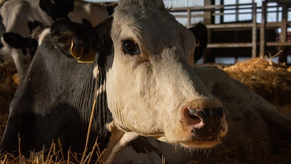 Il giovane 25enne è stato subito arrestato per condotta oscena