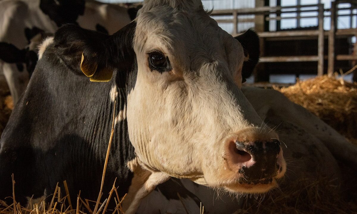 Il giovane 25enne è stato subito arrestato per condotta oscena