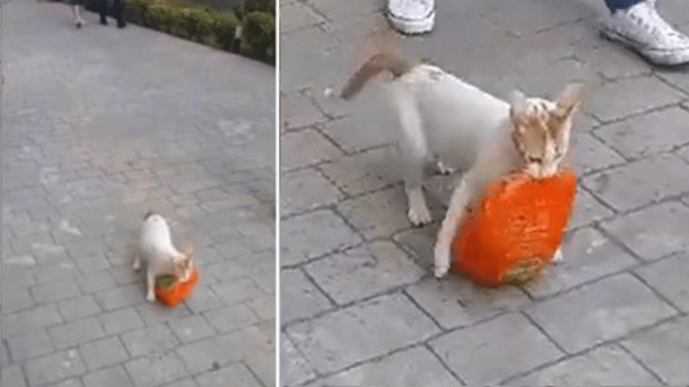 Il VIDEO ha commosso migliaia di utenti