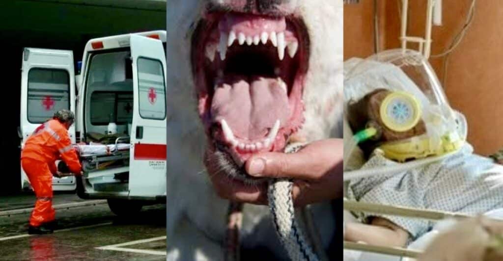 Maremmano azzanna padrone a Gradoli