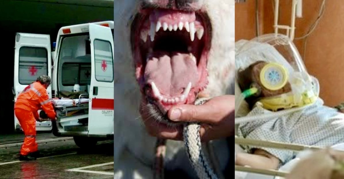 Maremmano azzanna padrone a Gradoli