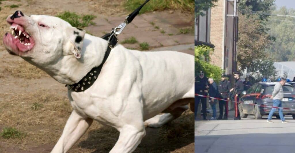 Enrica muore a 86 anni sbranata da un pitbull