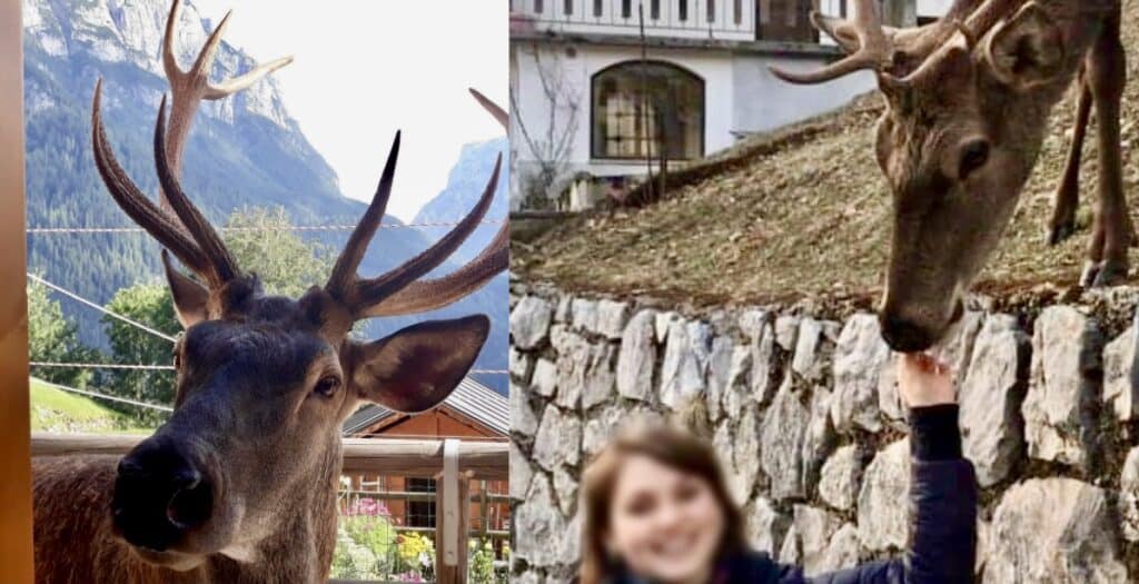 Cervo Bambotto ucciso da un cacciatore