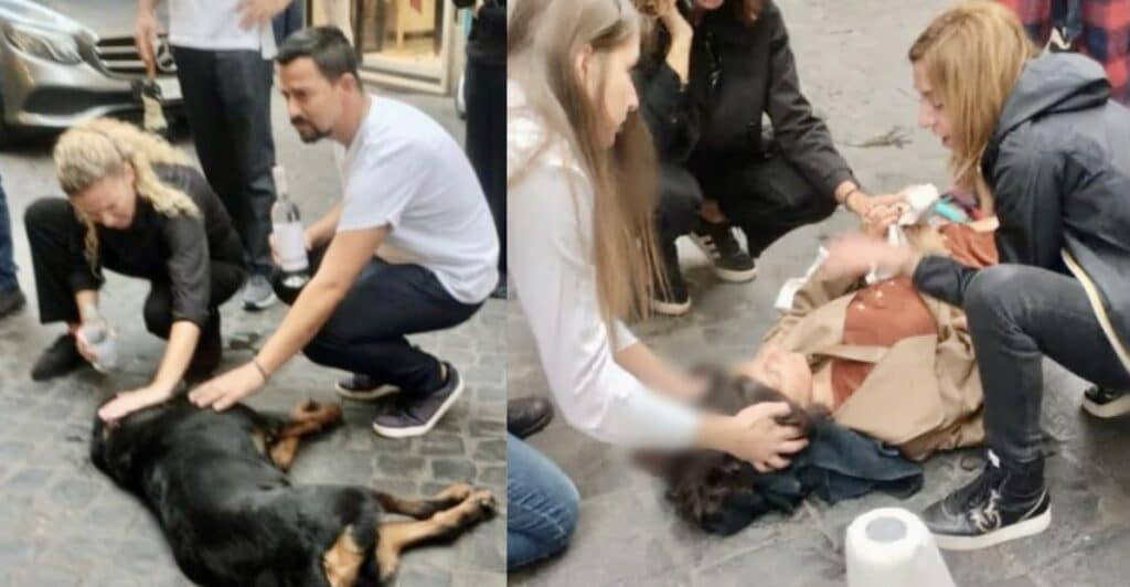 Rottweiler precipitato dal balcone, a Roma.