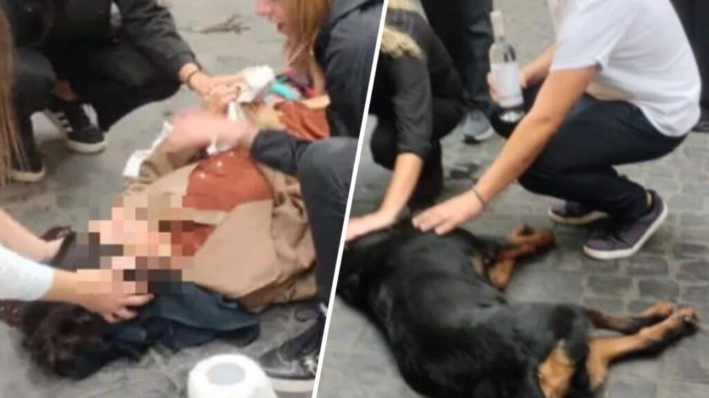 Giallo sul rottweiler caduto