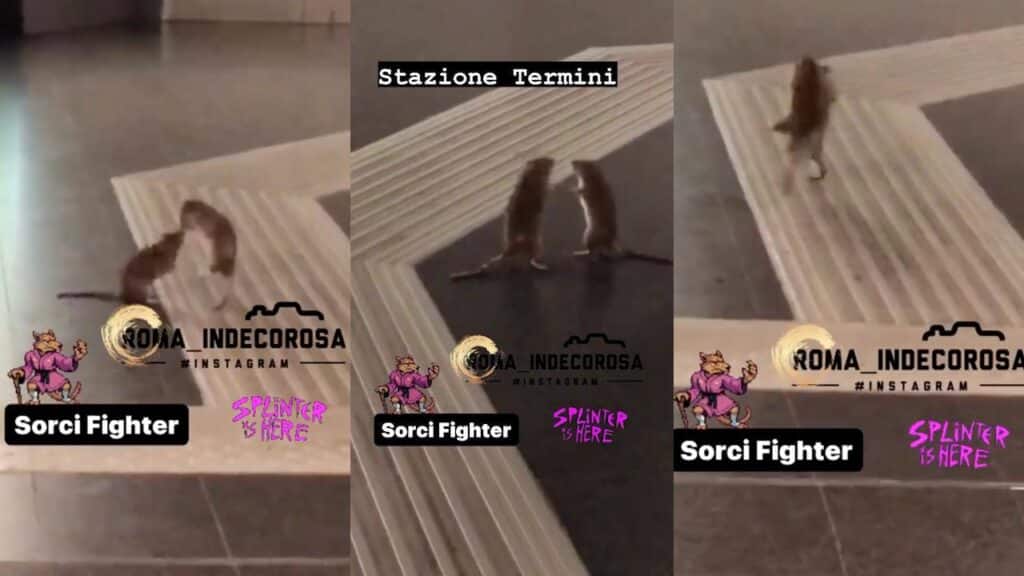 E c'è già chi lo chiama "Sorci Fighter" [VIDEO]