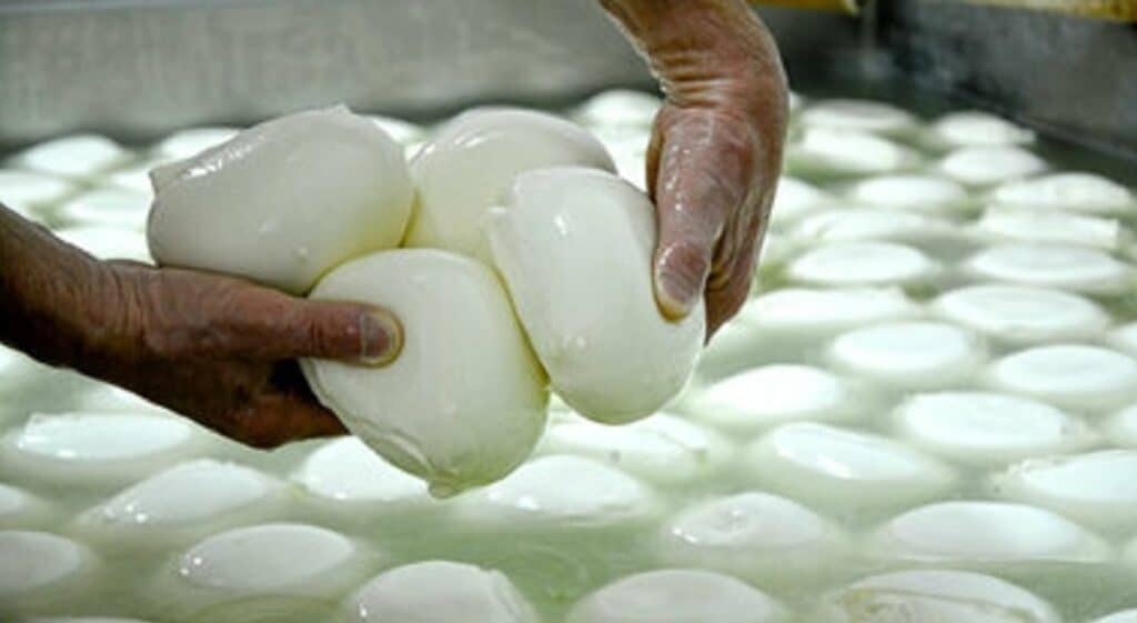Soda caustica nel latte delle mozzarelle di bufala