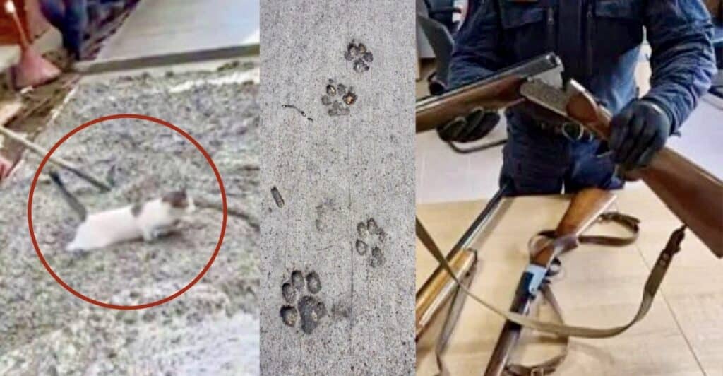 Spara e uccide il gatto della vicina: denunciato