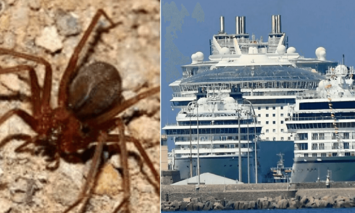 Si gonfia l'alluce e fa male turista punto da ragno lupo in crociera, come è andata