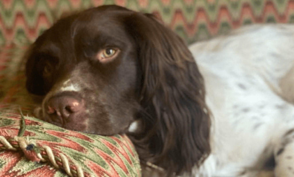 Natale, il cane mangia tutto il prosciutto Cenone rovinato per lui, i fatti