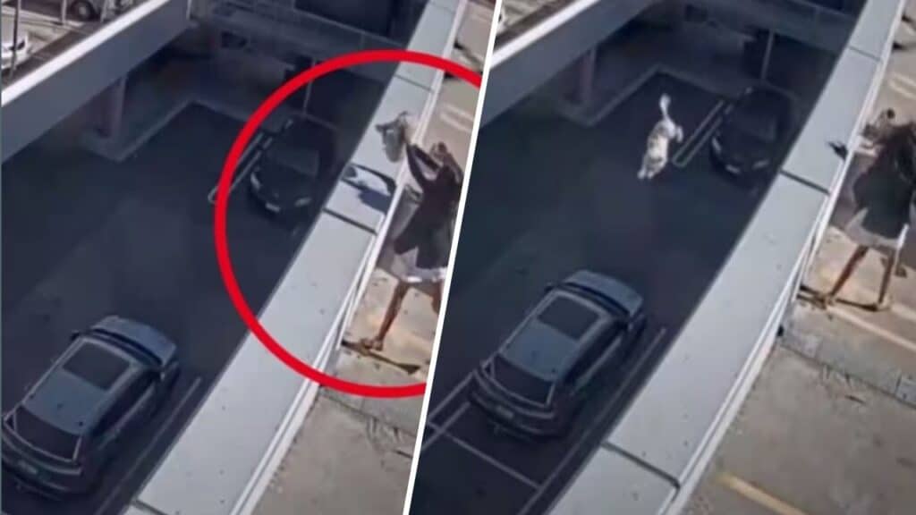 investito cane gettato tetto