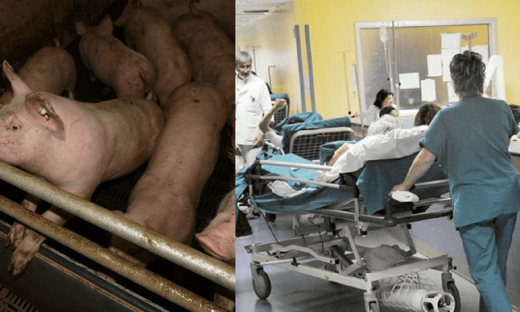 Allarme influenza H1N1 2 morti, 5 ricoveri in poco tempo. Mai così prima