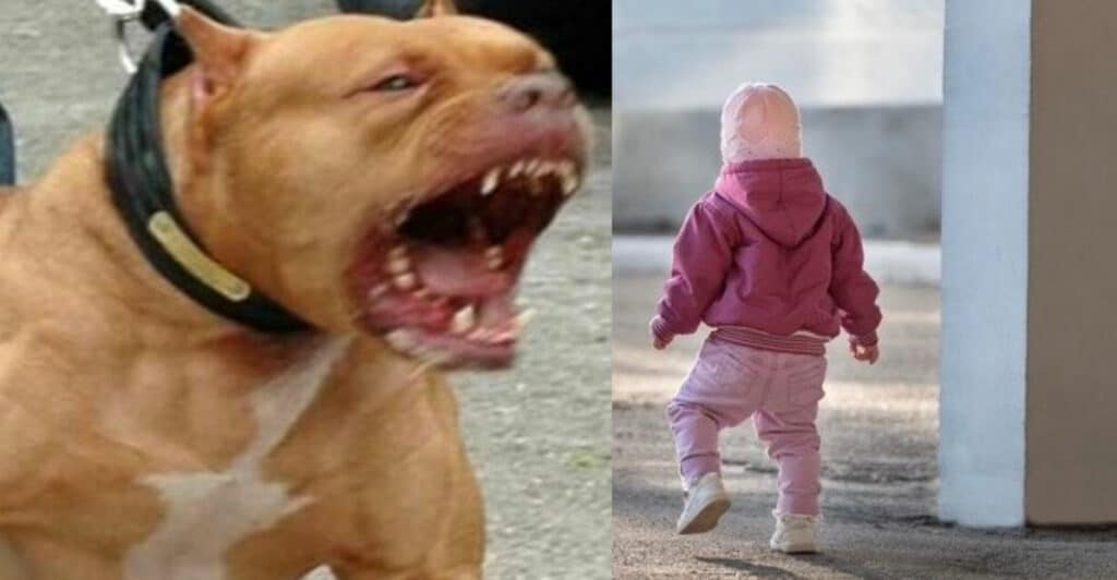 Bimba di 2 anni azzannata da un pitbull in provincia di Viterbo