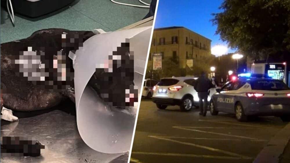 palermo cane bruciato vivo