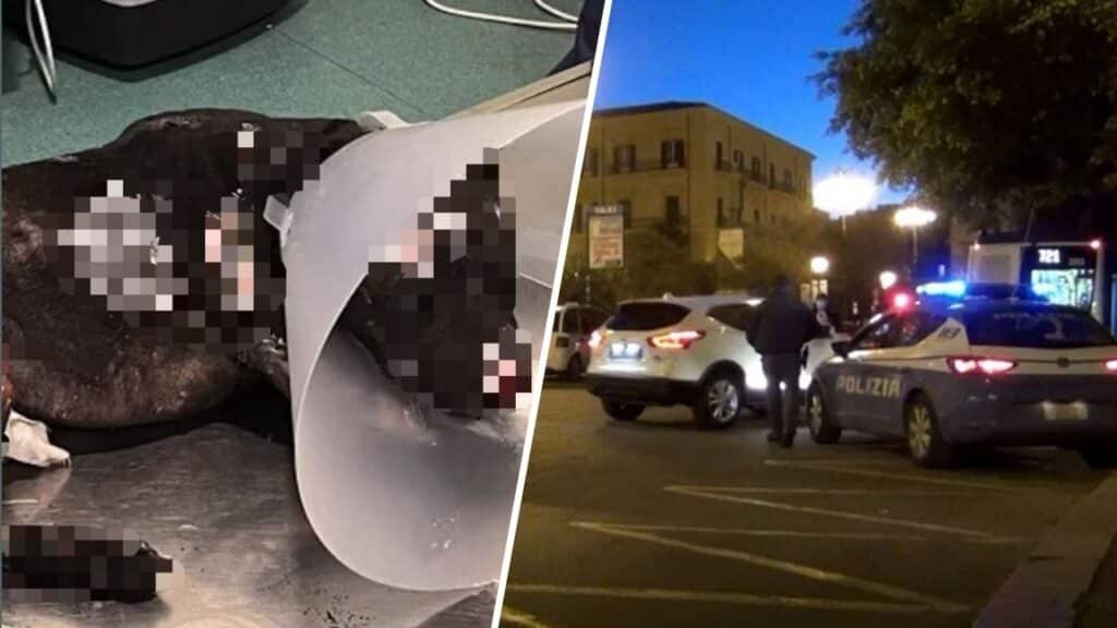 palermo cane bruciato vivo