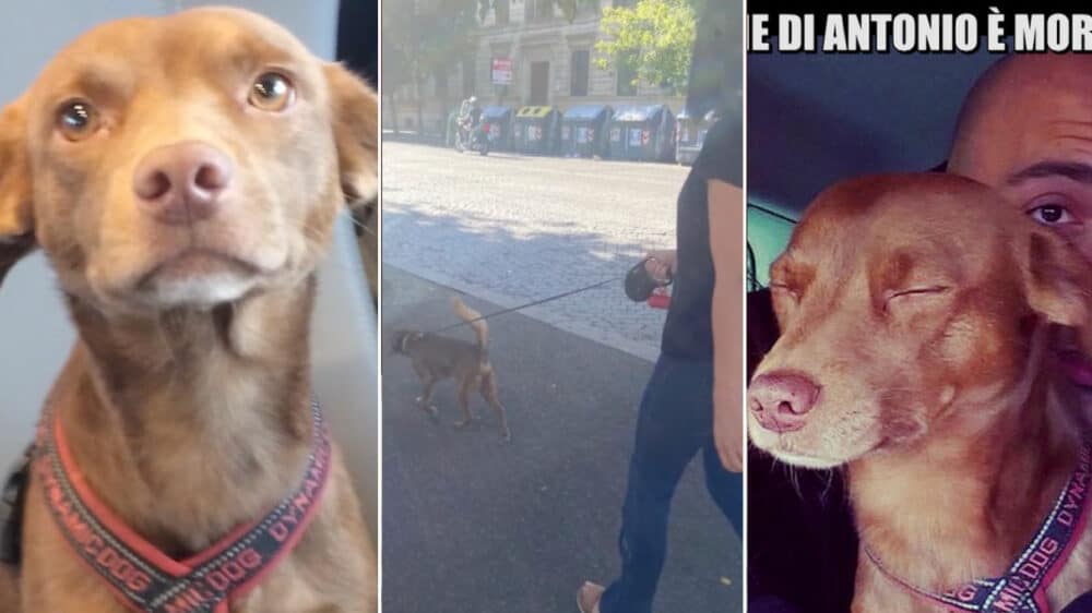 Se siete amanti dei cani e degli animali in generale, questa assurda storia vi sconvolgerà