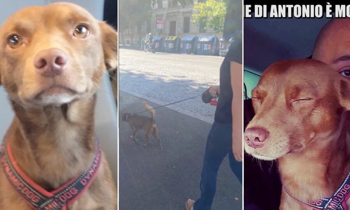 Se siete amanti dei cani e degli animali in generale, questa assurda storia vi sconvolgerà