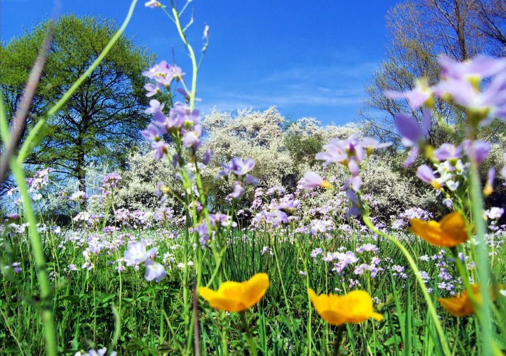 Benvenuta Primavera (o quasi)! Scopri il significato e le sue origini