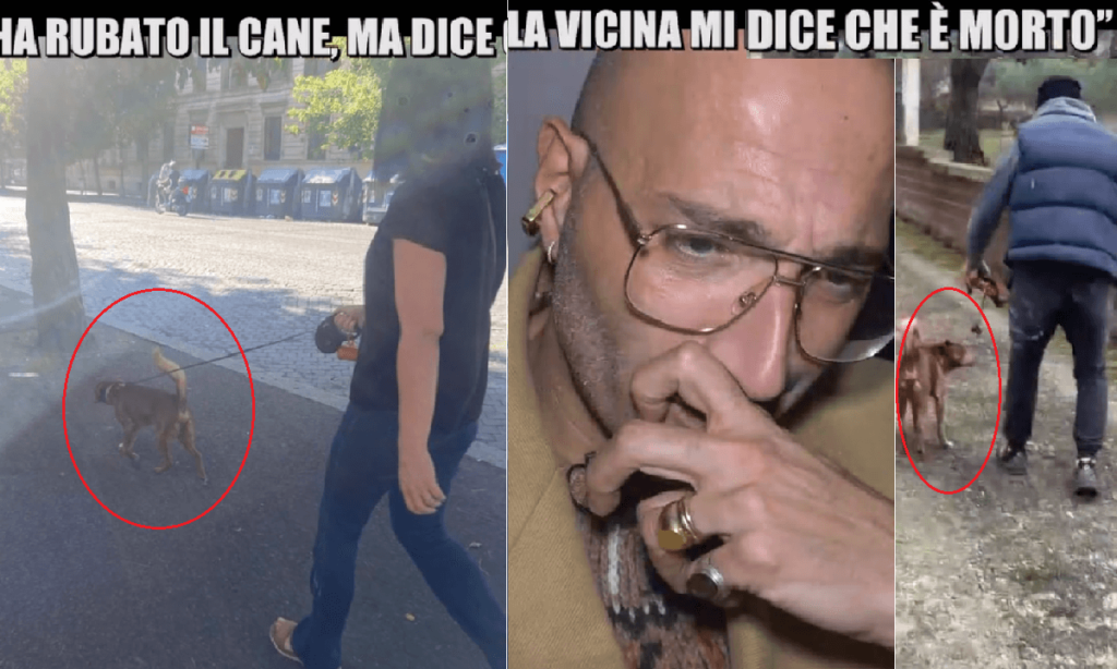 Che fine ha fatto il cane Gustavo La vicina me l'ha rubato, ma ora dice che è morto, il caso