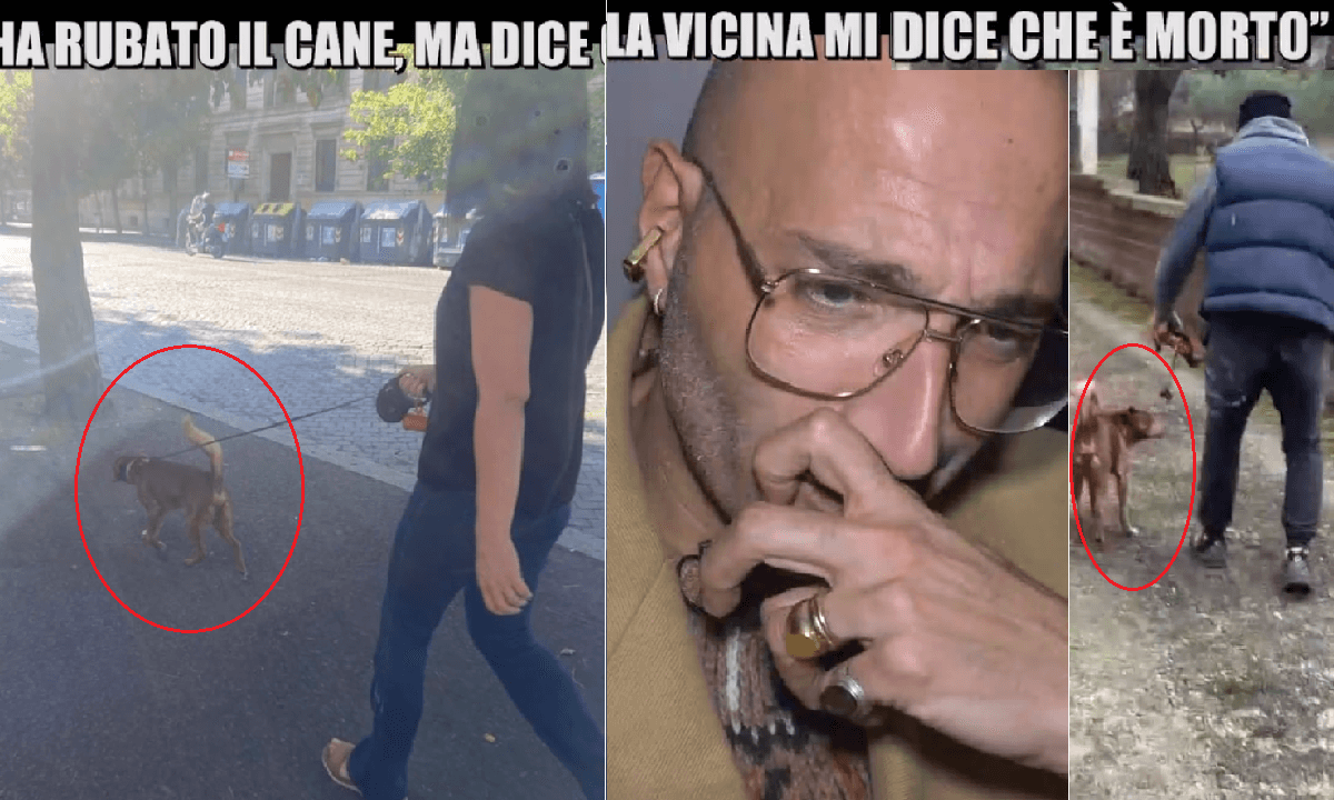 Che fine ha fatto il cane Gustavo La vicina me l'ha rubato, ma ora dice che è morto, il caso