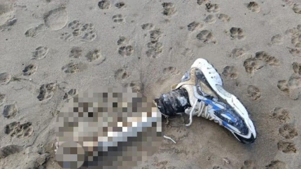 Il turista stava passeggiando sulla battigia con il suo cane, contemplando il mare. Poi la sconcertante scoperta